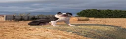 Boston Terrier dogs for stud: Harley - Boston Terrier - 7 Years Old in Stockton-on-Tees - Advert 7