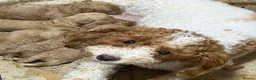 Cavapoo dogs for sale: Cavapoo F1b Puppies with Health Tested Parents - Advert 22