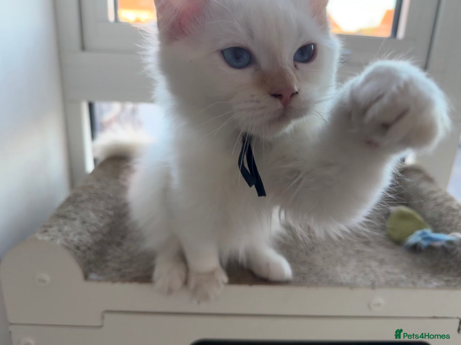 Ragdoll cats Ready now! ❤️ Vaccinated|Vet Checked|Chipped ✅ - Advert 9