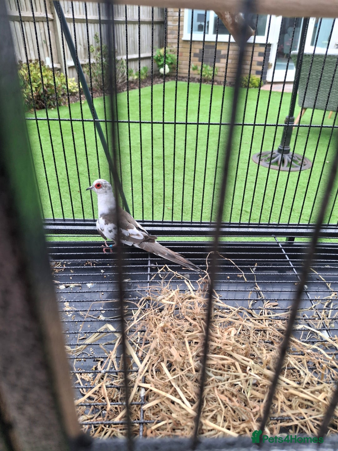 Doves birds for sale: Pied Diamond Dove. - Image 2