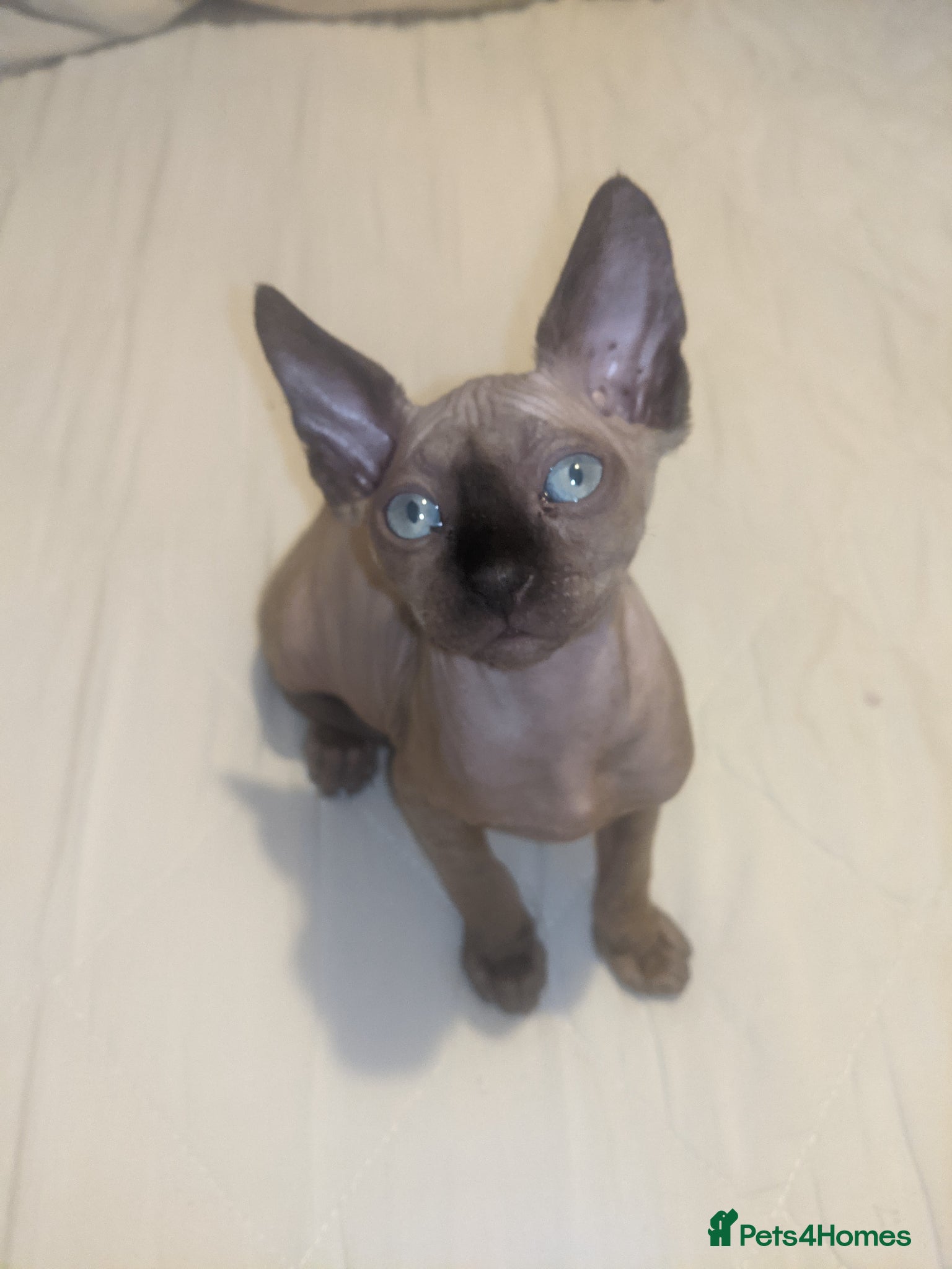 Sphynx cats Last boy sky blue eyes left 550£ - Advert 3