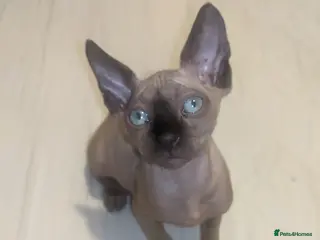 Sphynx cats Last boy sky blue eyes left 550£ - Advert 3