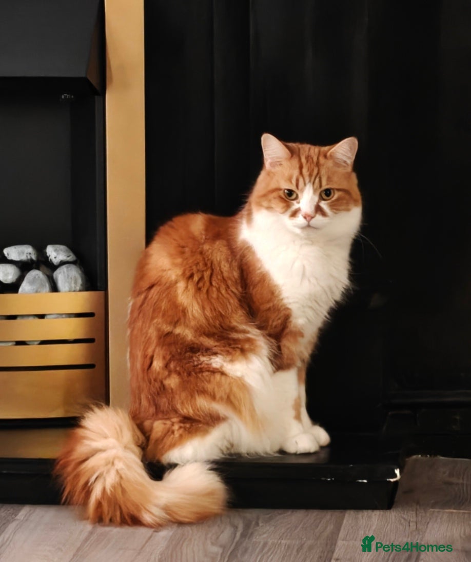 Mixed Breed cats Ember - heartbreaking rehome - Advert 1