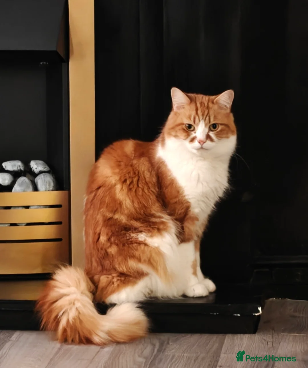 Mixed Breed cats for sale: Ember - heartbreaking rehome - Advert 1