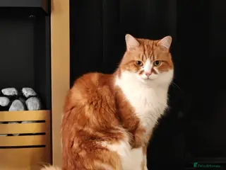 Mixed Breed cats Ember - heartbreaking rehome - Advert 1