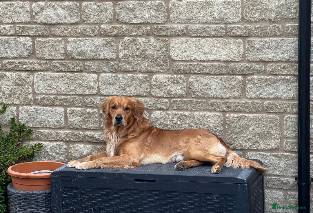 Golden Retriever dogs for stud: Golden Retriever Stud - Advert 3