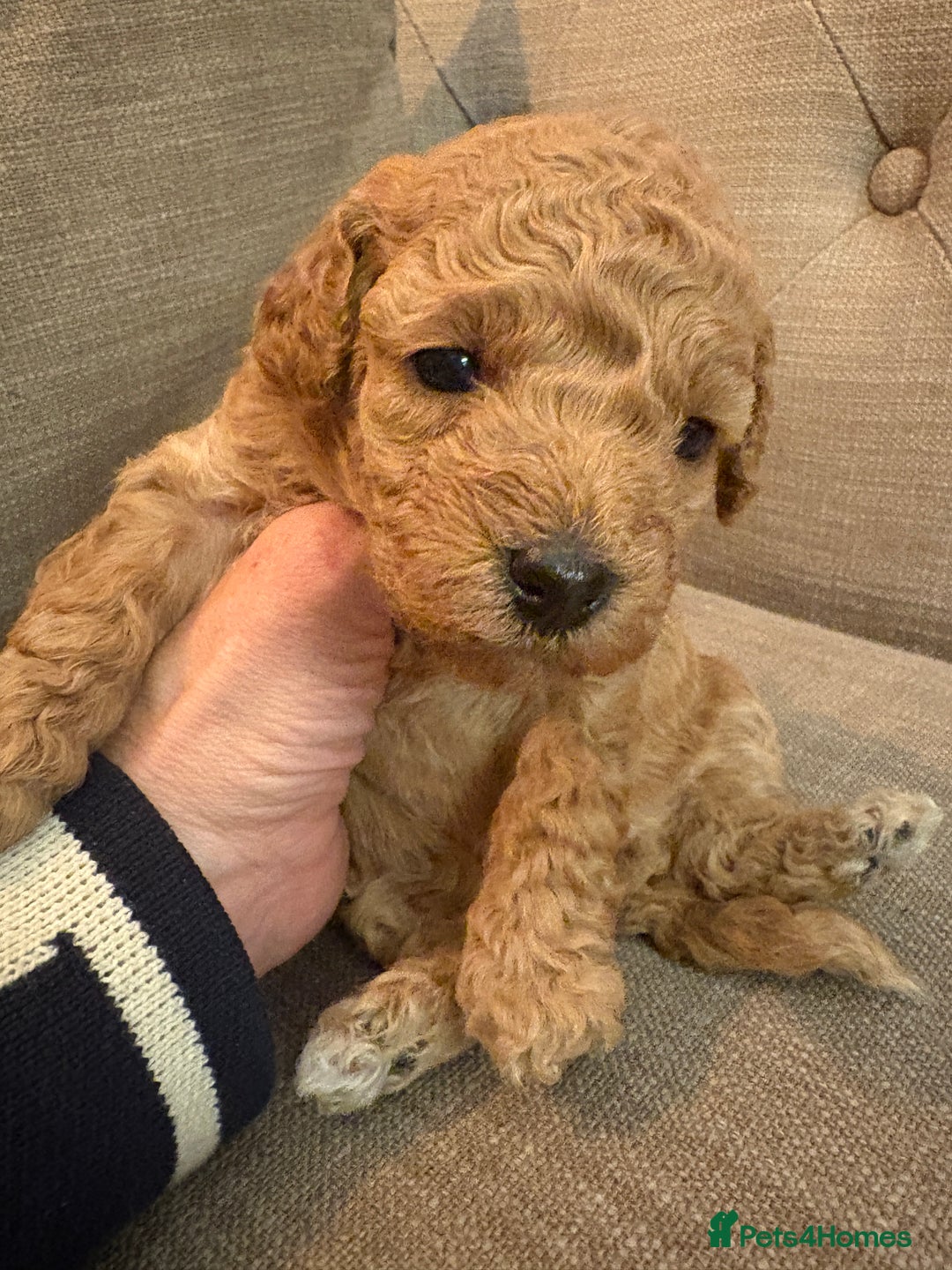 Cavapoo dogs for sale: Beautiful cavapoo puppies from a family home - Advert 38