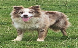 Border Collie dogs for stud: Lilac and red merle boys - Image 7