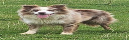 Border Collie dogs for stud: Lilac and red merle boys - Advert 7