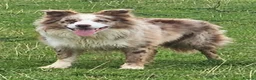 Border Collie dogs for stud: Lilac and red merle boys - Advert 12