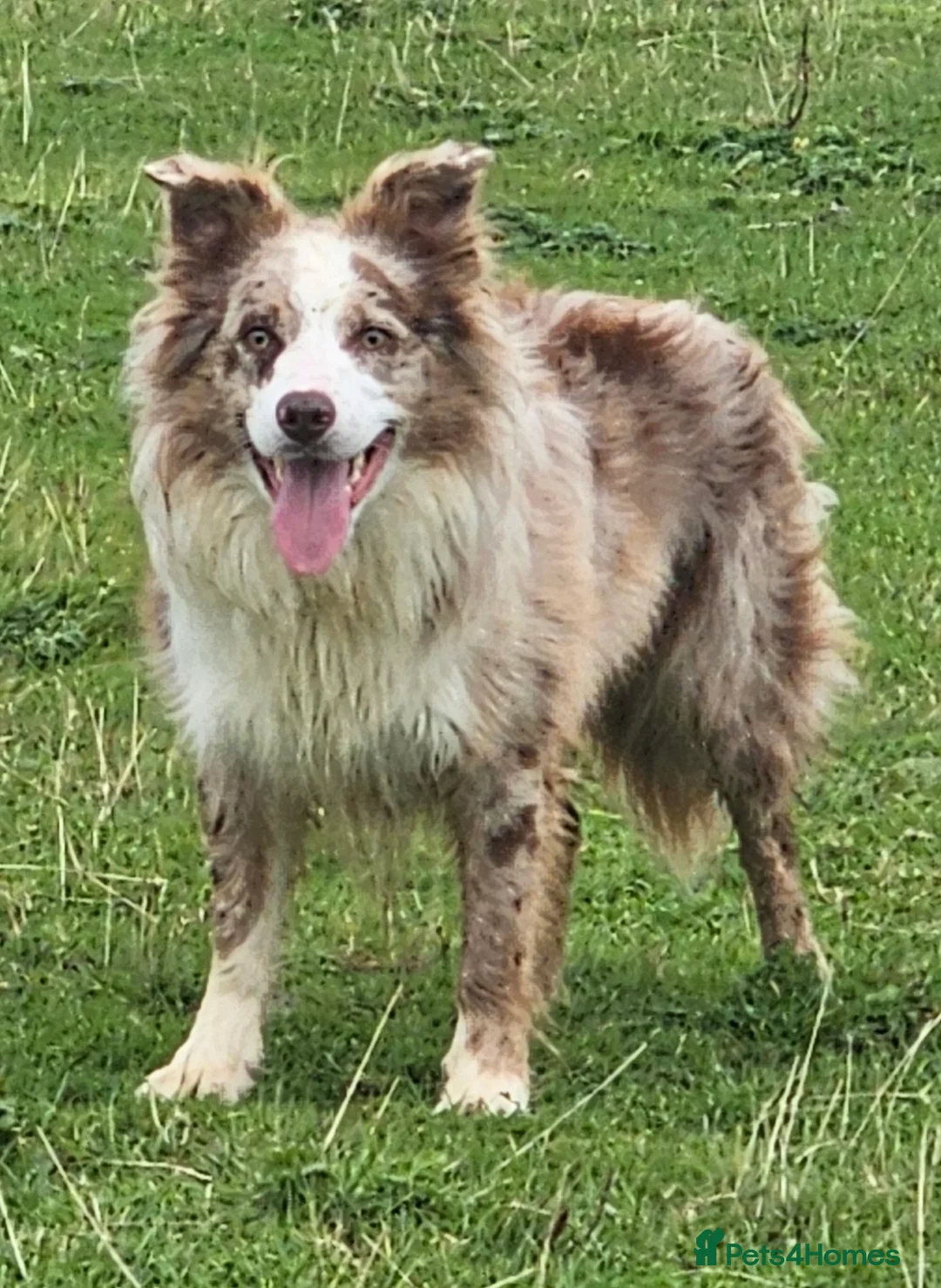 Border Collie dogs for stud: Lilac and red merle boys - Advert 12