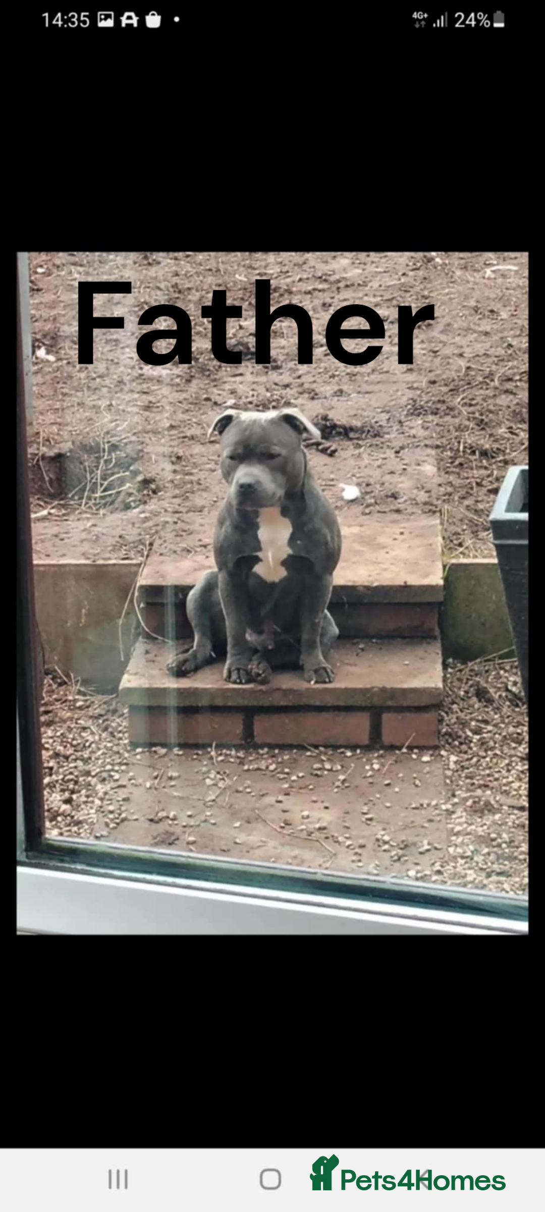 Staffordshire Bull Terrier dogs for sale: Two male four female - Advert 29