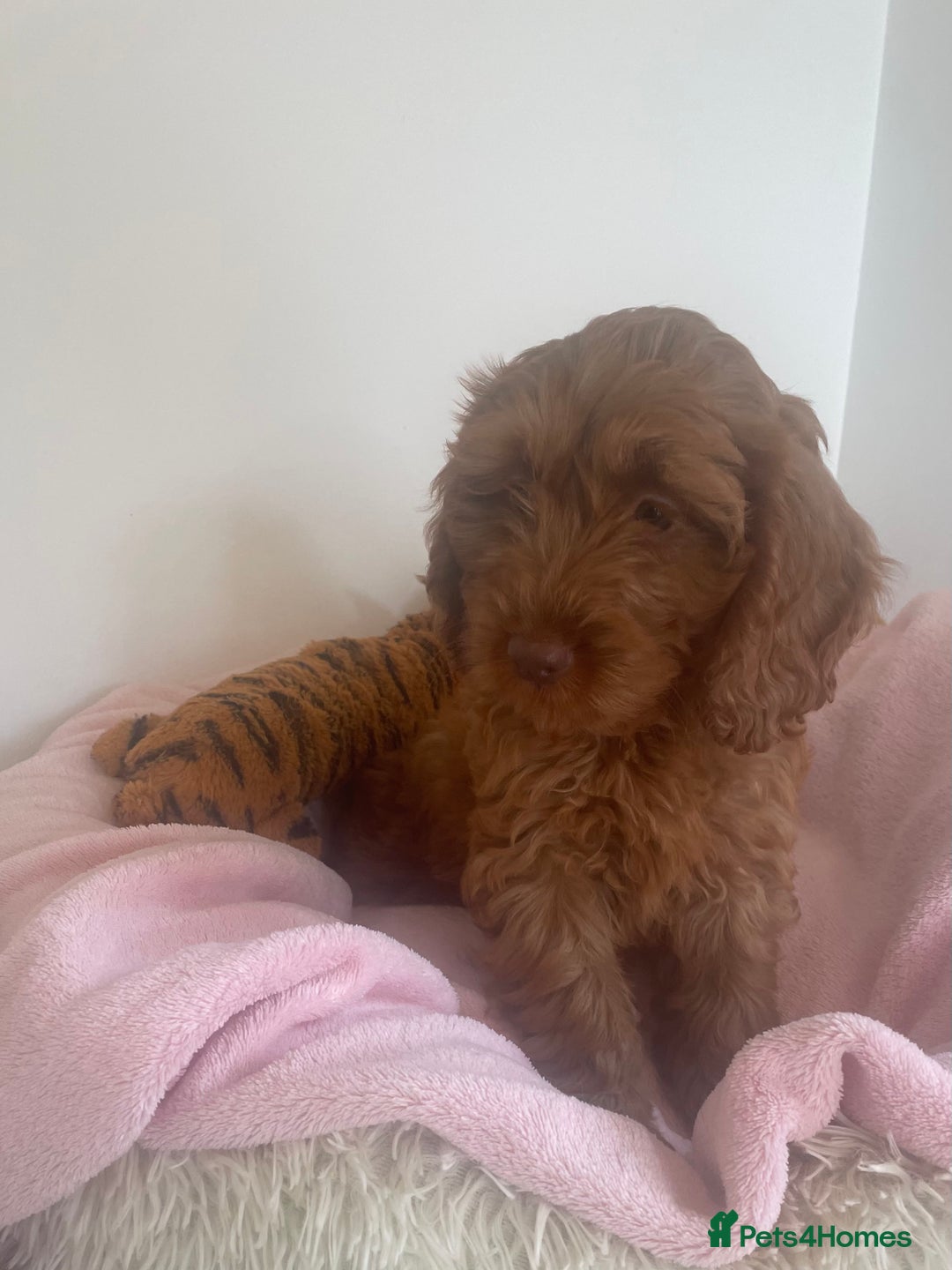 Cockapoo dogs for sale: F1 MINIATURE COCKAPOOS DNA HEALTH TESTED PARENTS  in Saint Asaph - Image 1