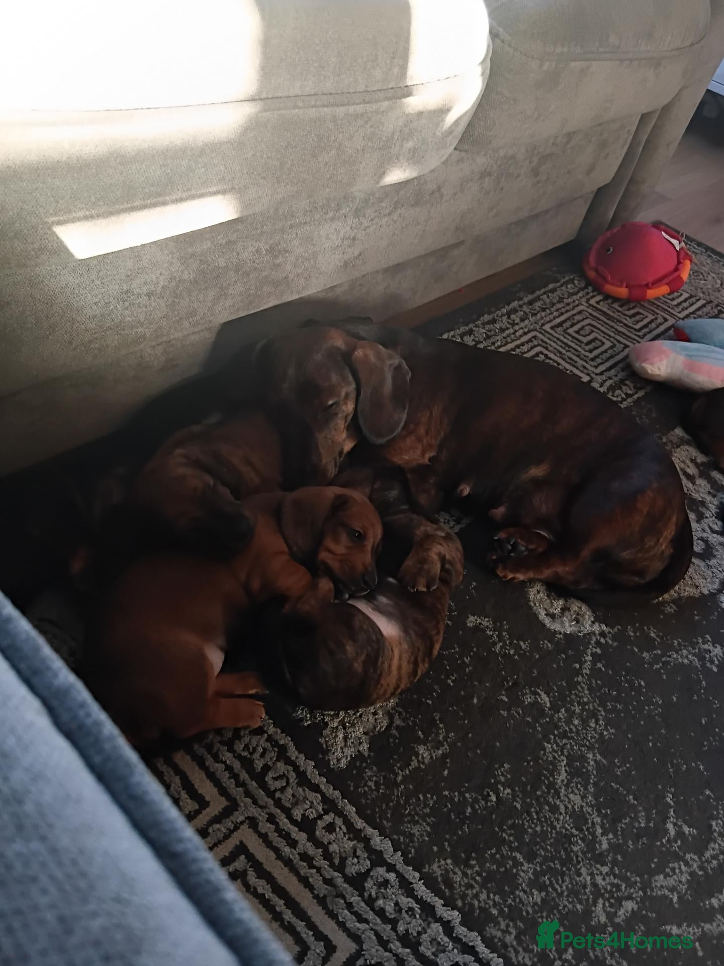 Miniature Dachshund dogs MINI DACHSHUND PUPS. PRA CLEAR.  - Advert 20