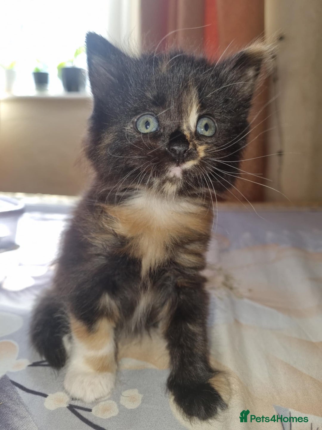 Mixed Breed cats for sale: 5 sweet and cute mixed breed n british short hair  - Image 2