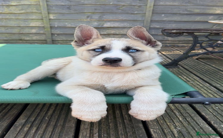 Huskita dogs - Advert 1
