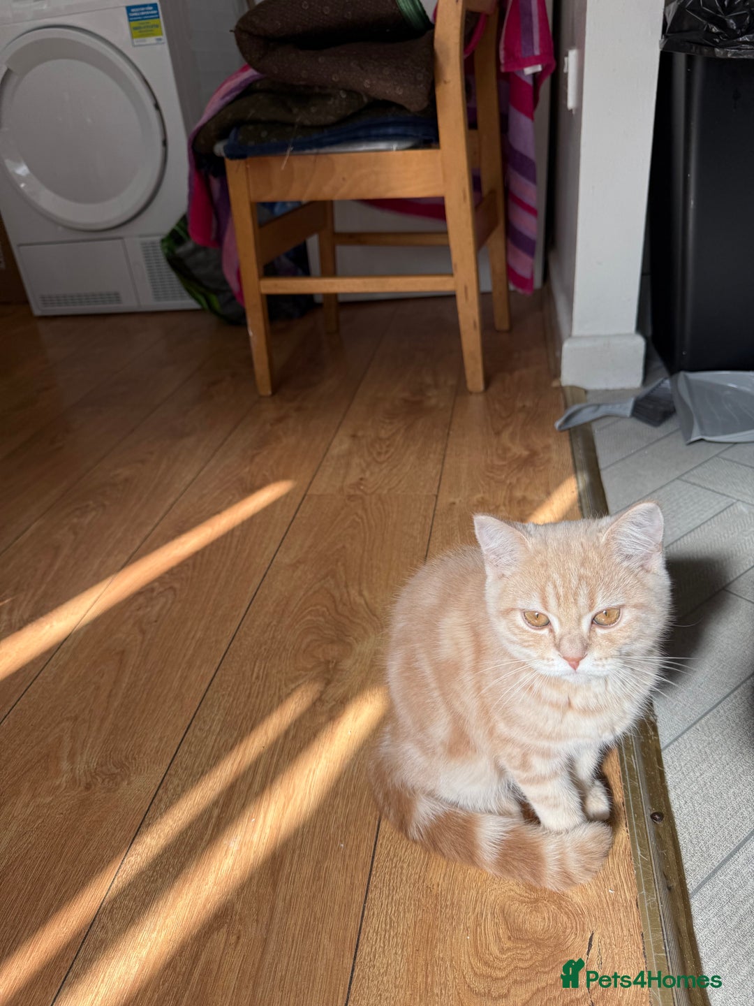 British Shorthair cats for sale: Luna & Leo  - Advert 15