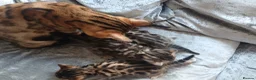 Bengal cats for sale: Pure baby Bengals 🐈😻 - Advert 22
