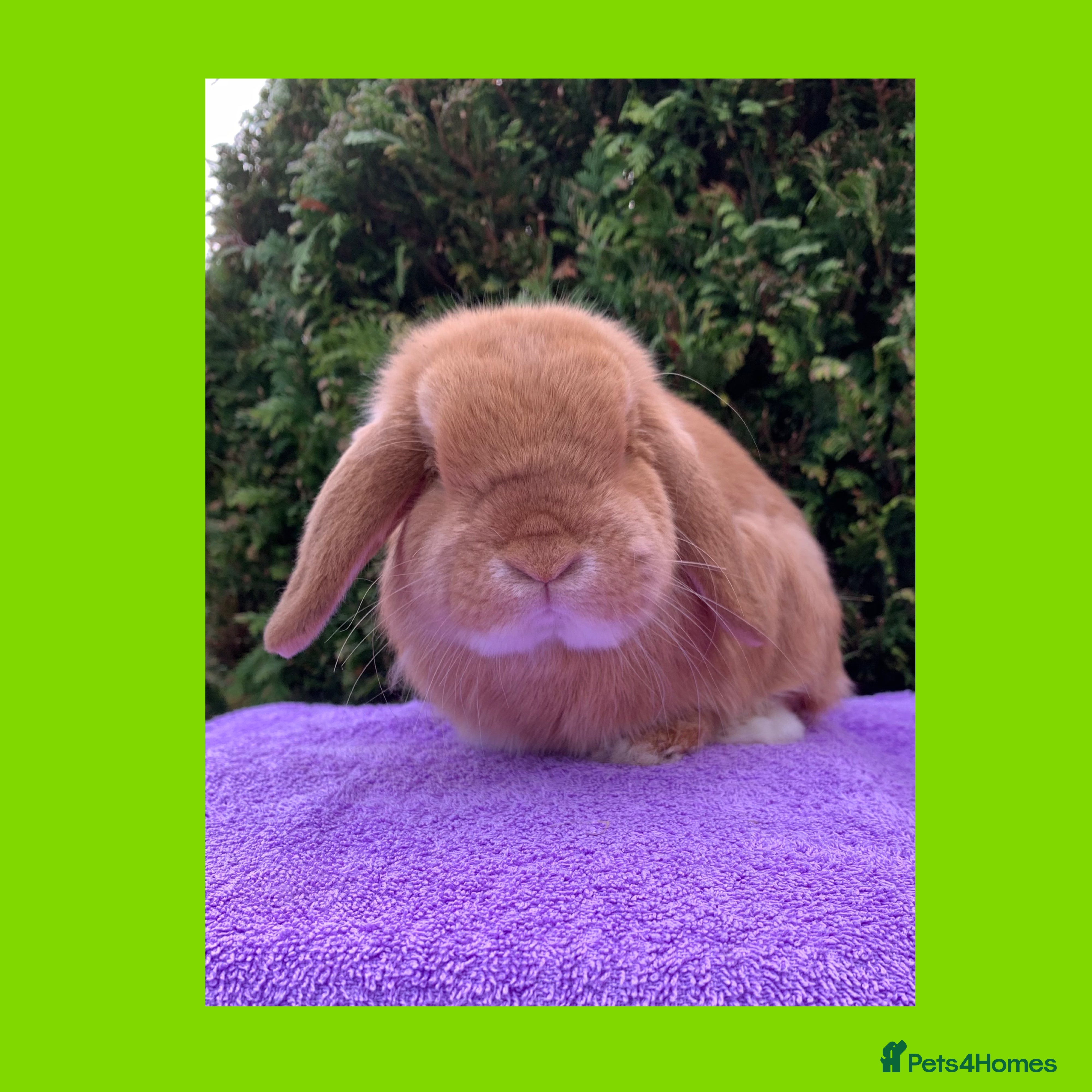 Mini Lop rabbits Gorgeous purebred neutered mini lop boy - Advert 2