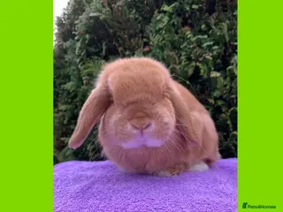 Mini Lop rabbits Gorgeous purebred neutered mini lop boy - Advert 6