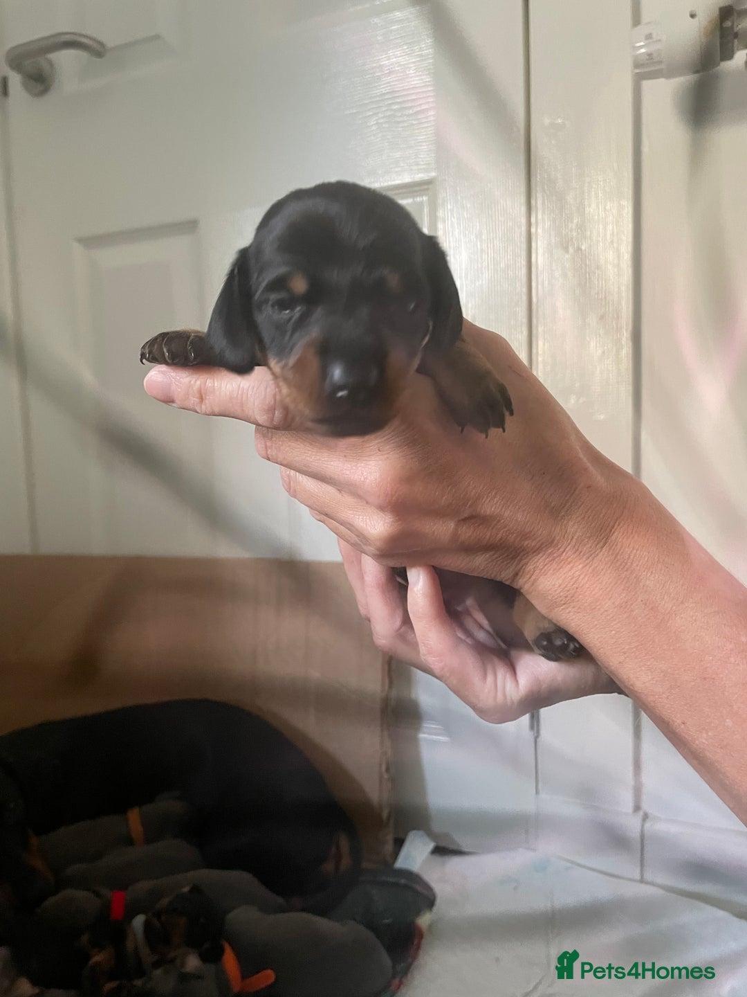 Miniature Dachshund dogs for sale: Miniature Dachshund puppies-ready early December  - Image 2
