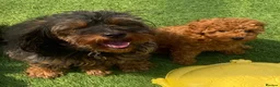 Cavapoo dogs for sale: Beautiful Black F1b Cavapoo Girl DNA tested lines - Advert 3