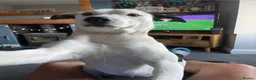 Mixed Breed dogs for adoption: Lovely Lola needs a new home - Advert 4