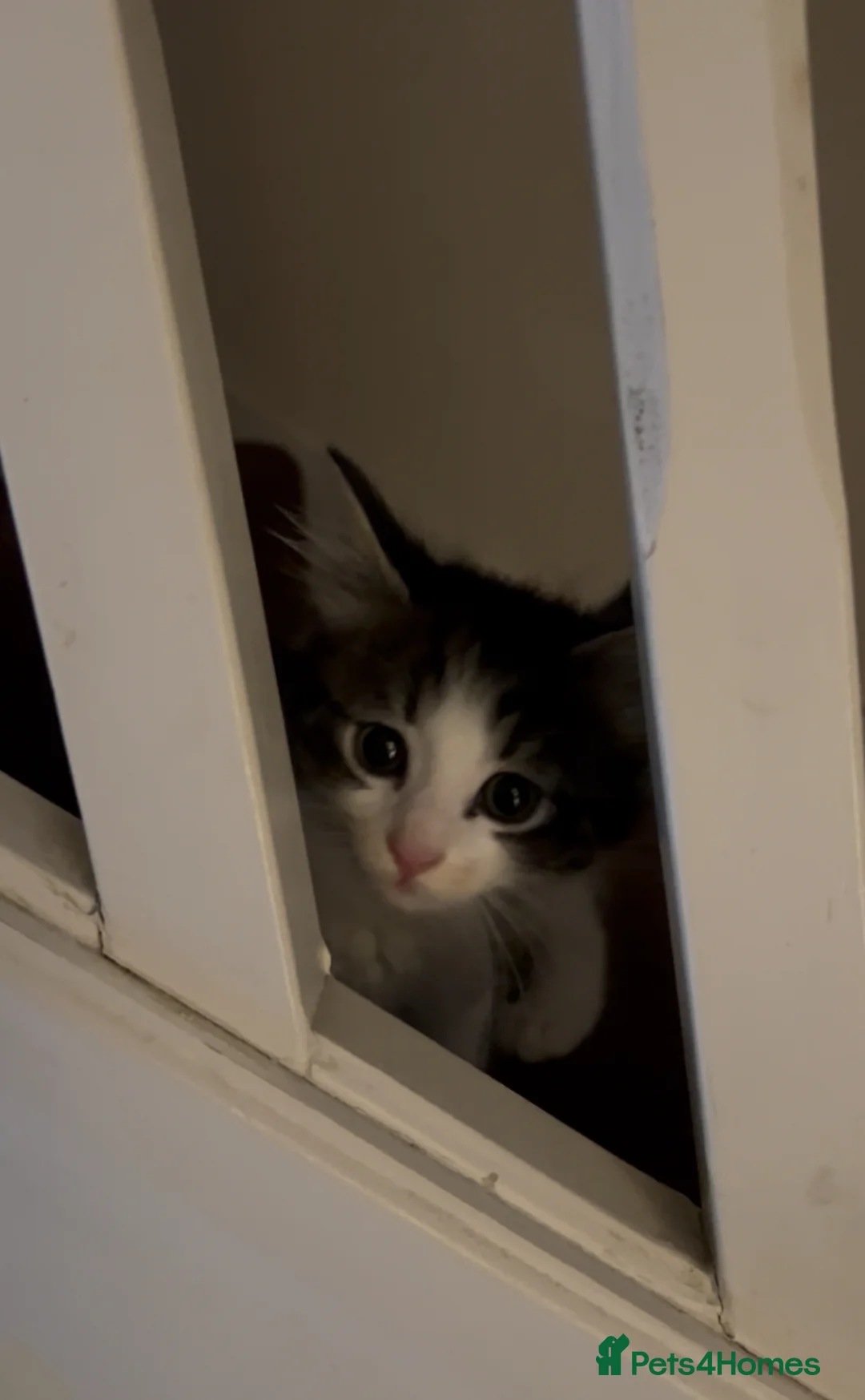 British Shorthair cats for sale: Meet Minnie 🧸🎀 - Advert 2