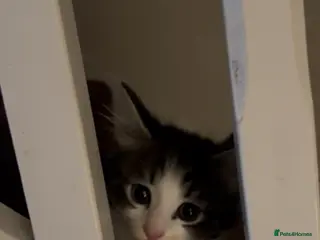 British Shorthair cats Meet Minnie 🧸🎀 - Advert 1