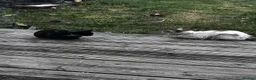 Norwegian Forest Cat cats for sale: Norwegian forest cats  - Advert 5