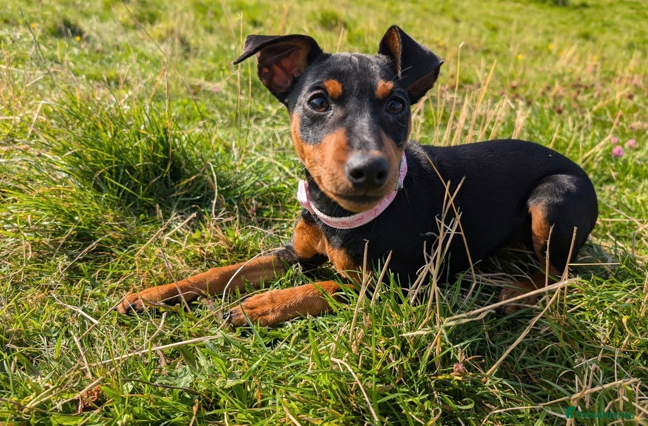 Miniature Pinscher dogs Rehoming this beautiful girl  - Advert 1