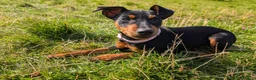 Miniature Pinscher dogs for sale: Rehoming this beautiful girl  - Advert 1