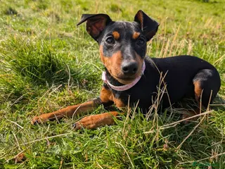 Miniature Pinscher dogs Rehoming this beautiful girl - Advert 1