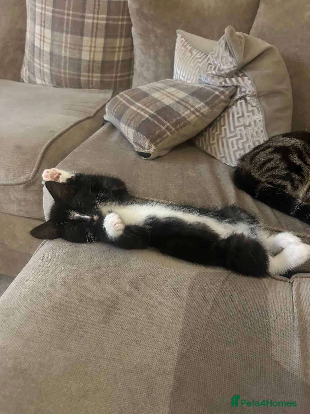 Mixed Breed cats for sale: Fluffy Tux Male Called Bluey  - Advert 7