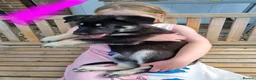 German Shepherd dogs for sale: German Shepherd Puppies  - Advert 10
