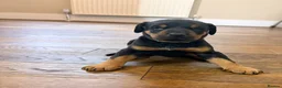 Dobermann dogs for sale: Dobermann puppies available - loving homes wanted  - Advert 12