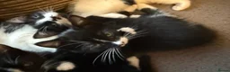 Domestic Shorthair cats for sale: 5 adorable kittens – 3 boys and 2 girls - Advert 4