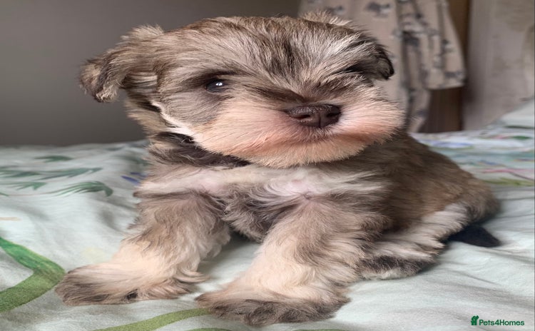 Miniature Schnauzer dogs - Advert 6