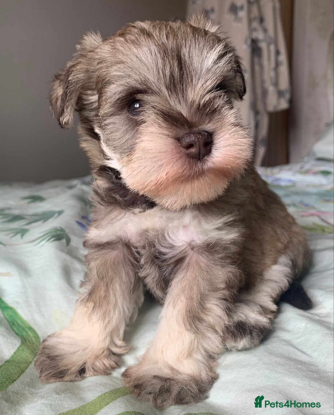 Miniature Schnauzer dogs for sale: KC BVA/MAC Chocolate Pepper Mini Schnauzers - Image 5