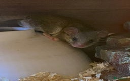 Mouse rodents for sale: Baby and adult micro squirrels  - Image 8
