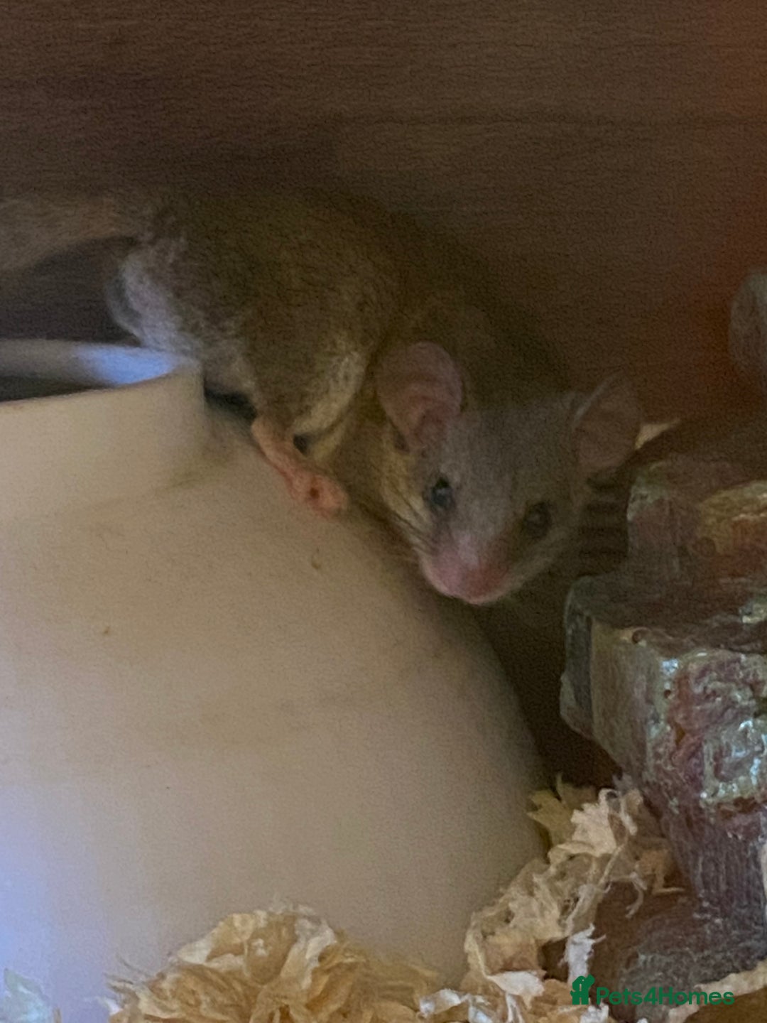 Mouse rodents for sale: Baby and adult micro squirrels  - Image 8
