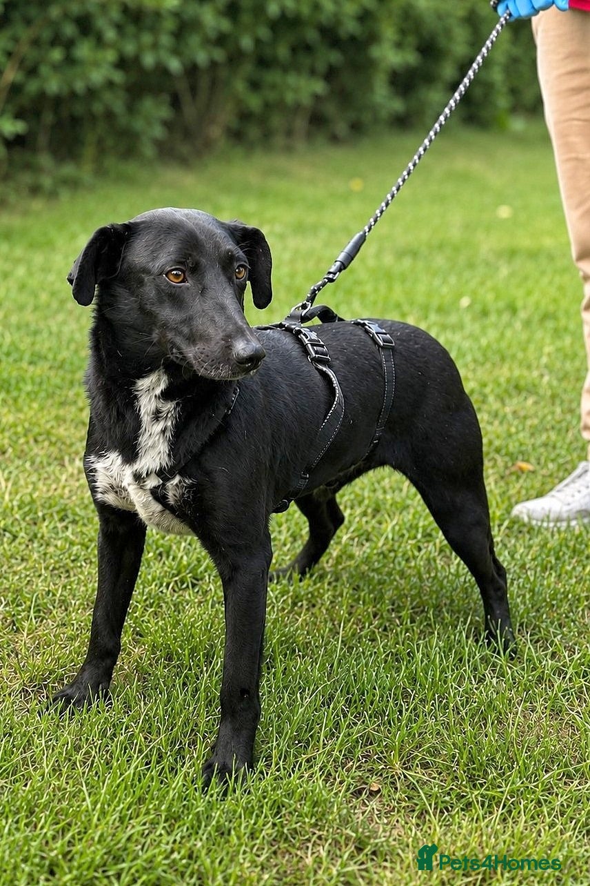 Mixed Breed dogs 🐾 MILO – A Small-Medium Gentle Soul ❤️ - Advert 20