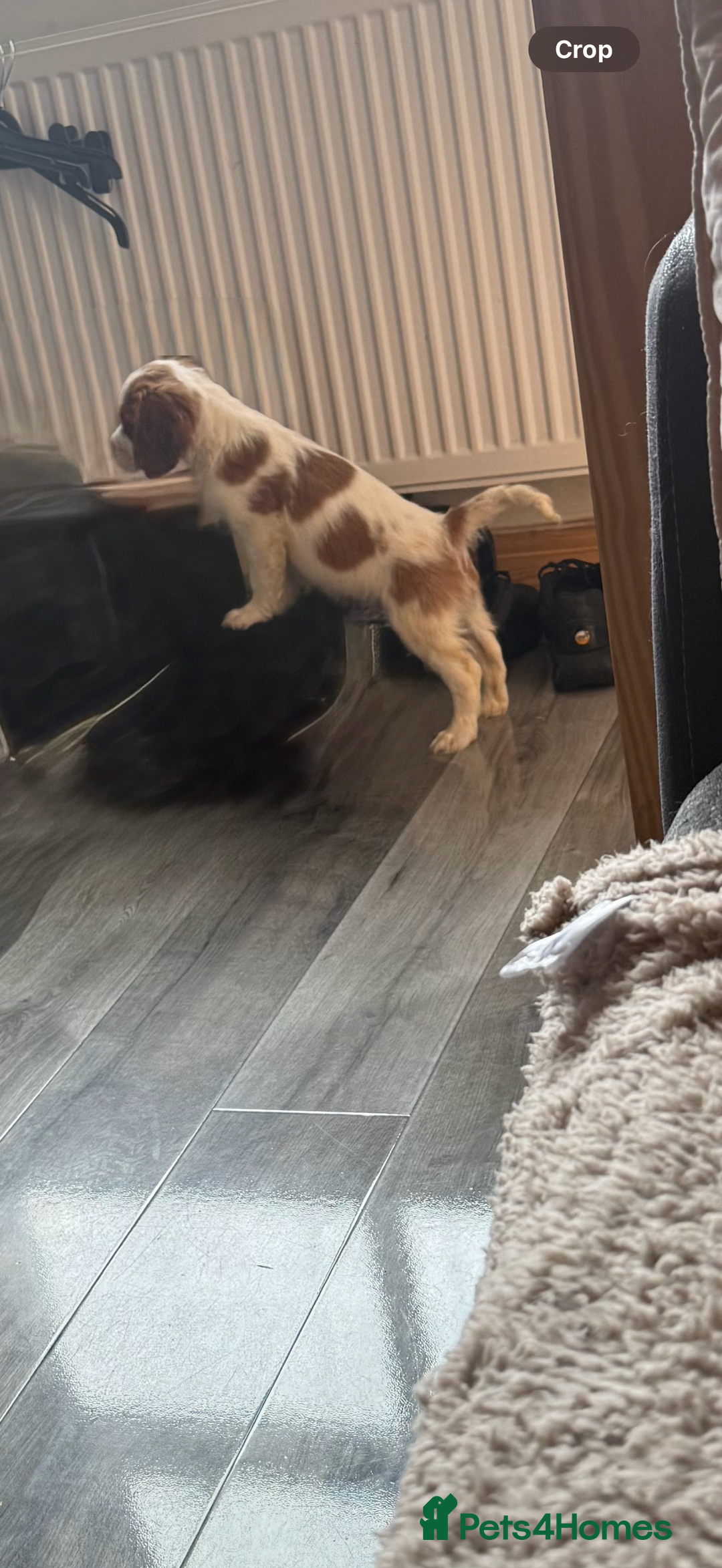 Cavalier King Charles Spaniel dogs for sale: Kennel club reg dna cavalier pups fully vaccine  - Image 24