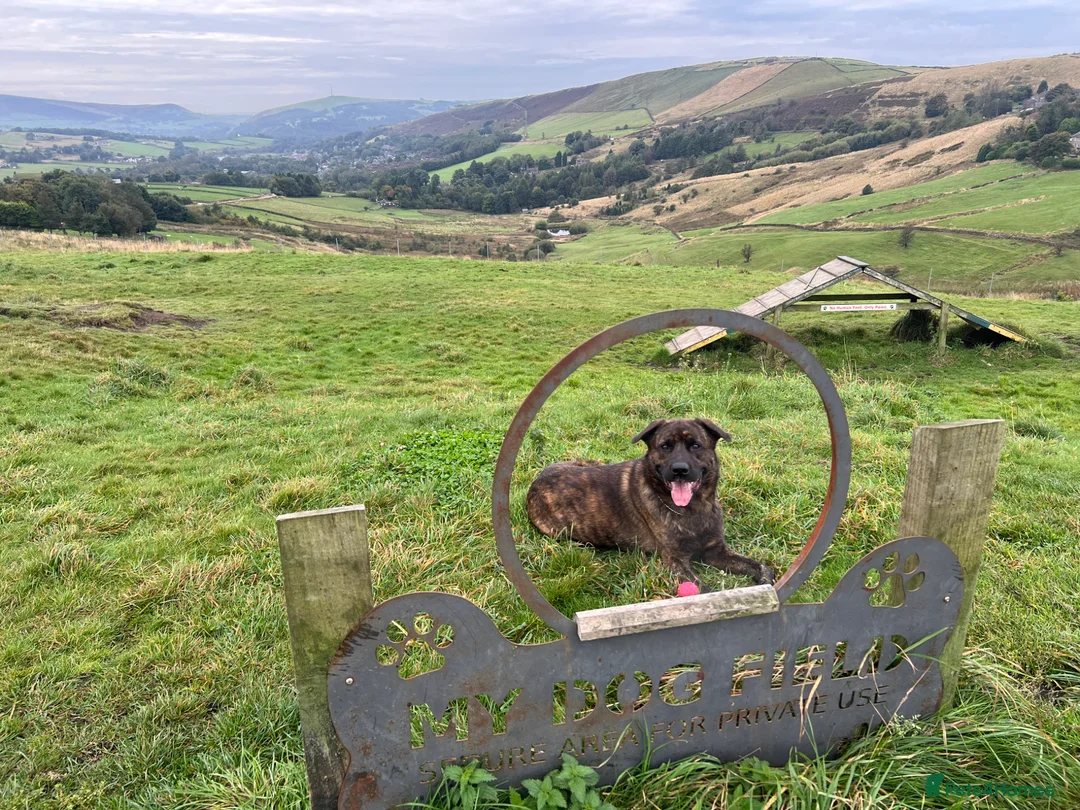 Mixed Breed dogs for sale: Duke  - Advert 3