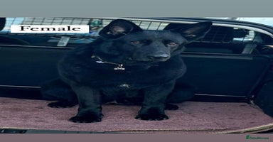 German Shepherd dogs - Advert 3