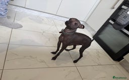 Mexican Hairless dogs for sale: MINI MEXICAN HAIRLESS MALE!   - Image 1