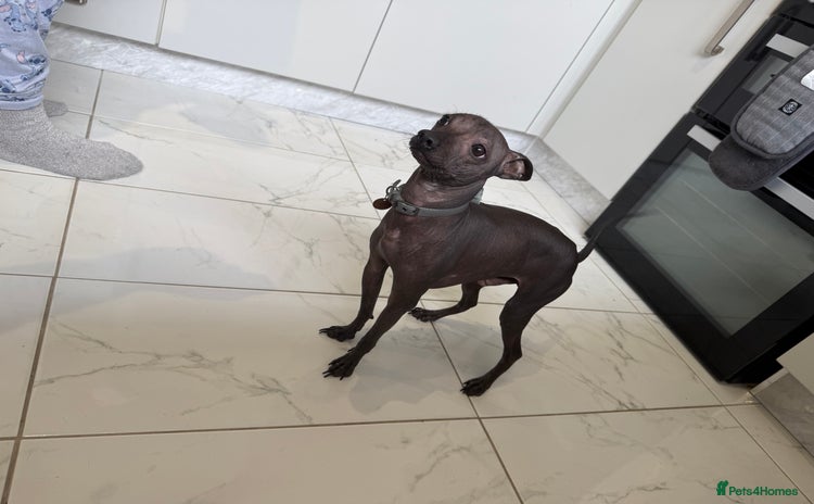 Mexican Hairless dogs - Advert 1