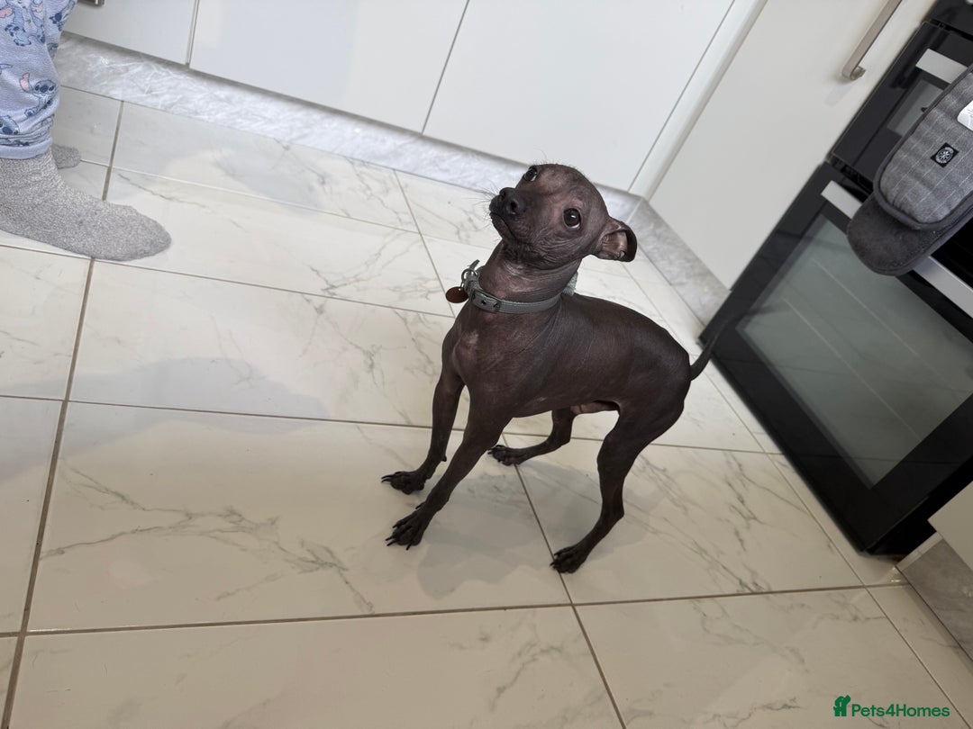 Mexican Hairless dogs for sale: MINI MEXICAN HAIRLESS MALE!   - Image 1