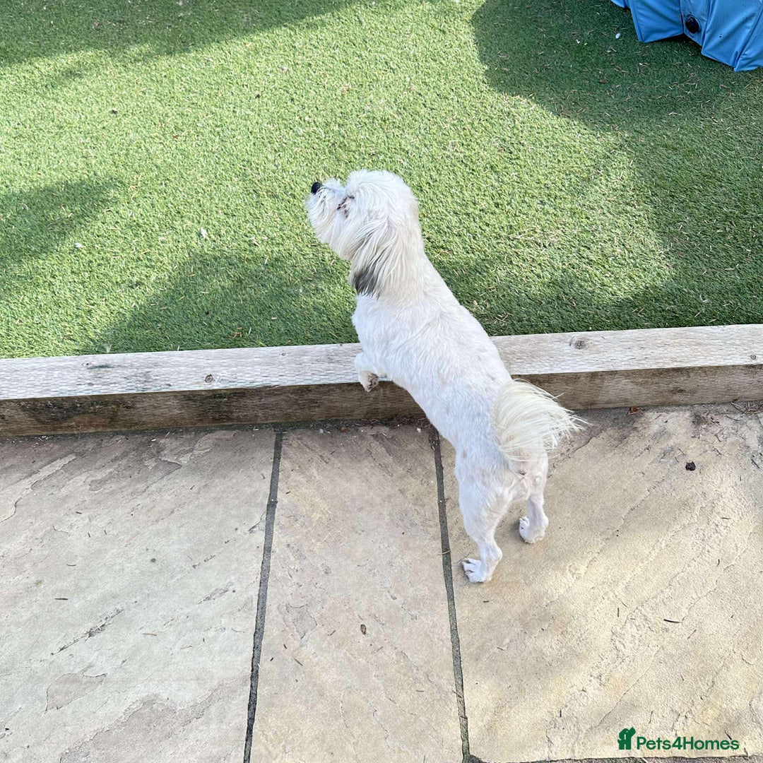 Mixed Breed dogs for adoption: Charming Chewy  - Image 2