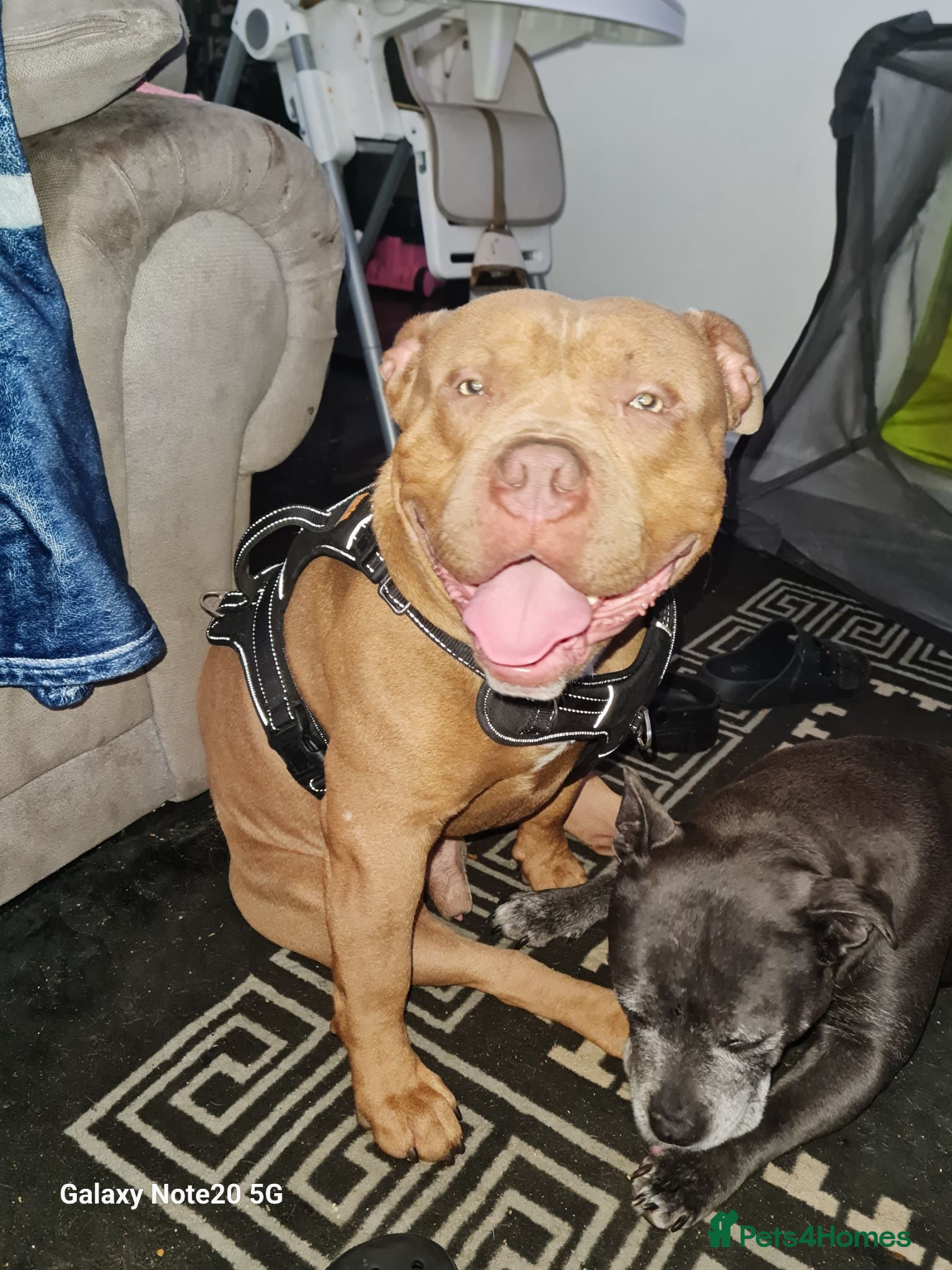 American Bully dogs Pocket bully - Advert 6